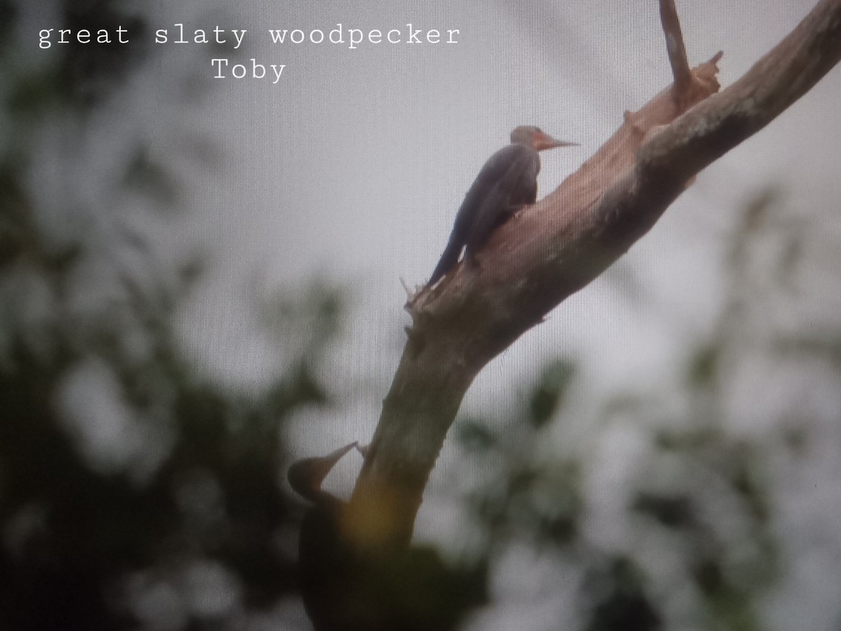Great Slaty Woodpecker - ML472273041