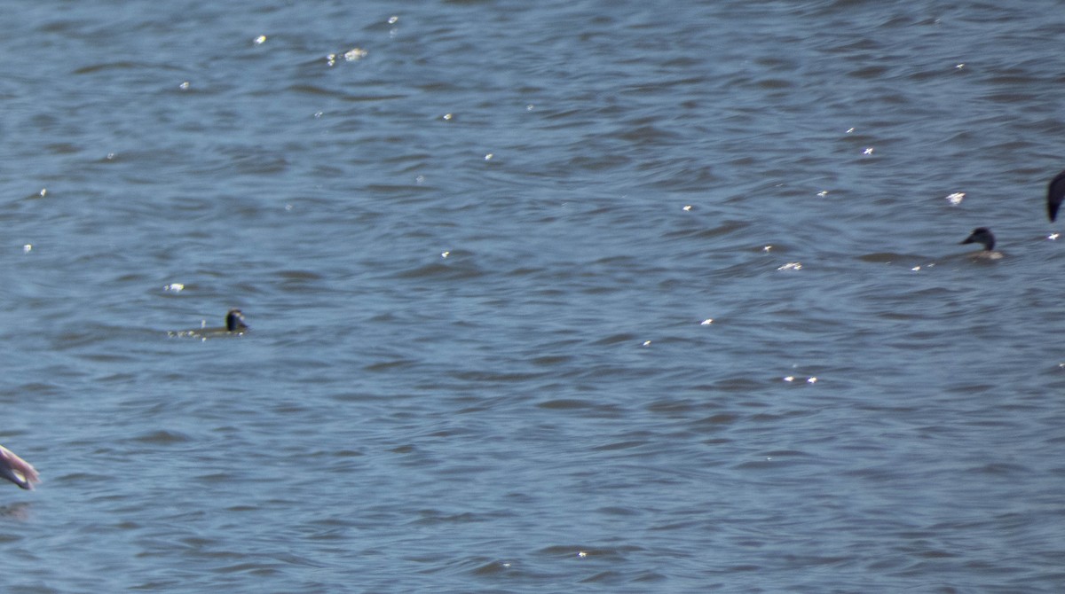 Common Shelduck - ML472273721