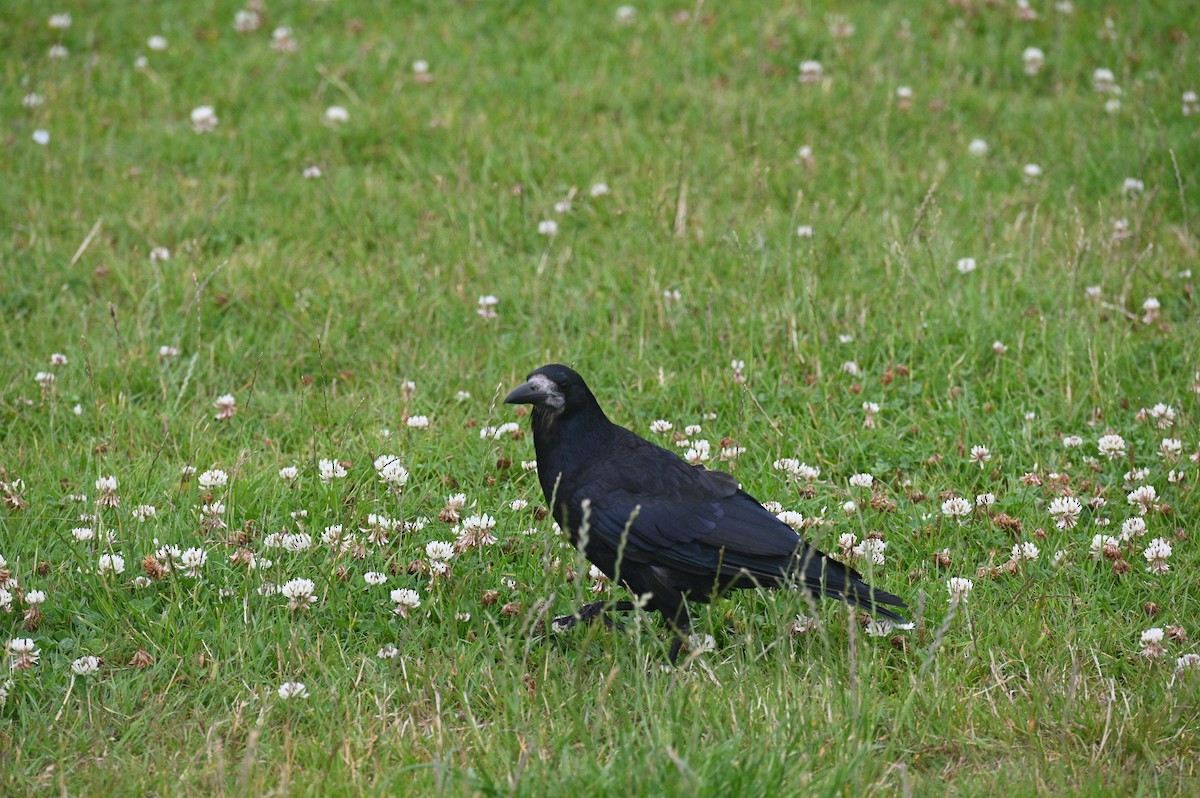 Corbeau freux - ML472273781