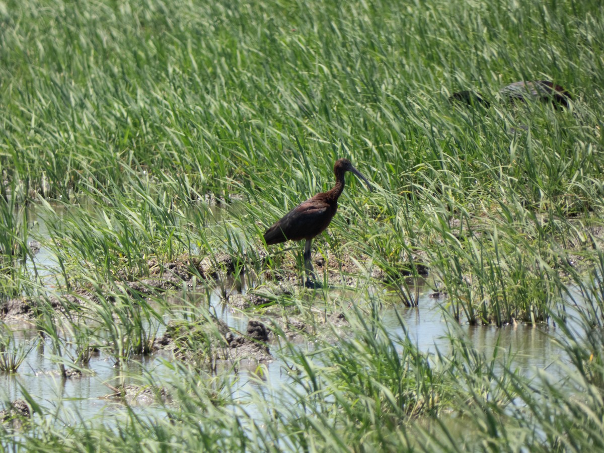 Glossy Ibis - ML472274161