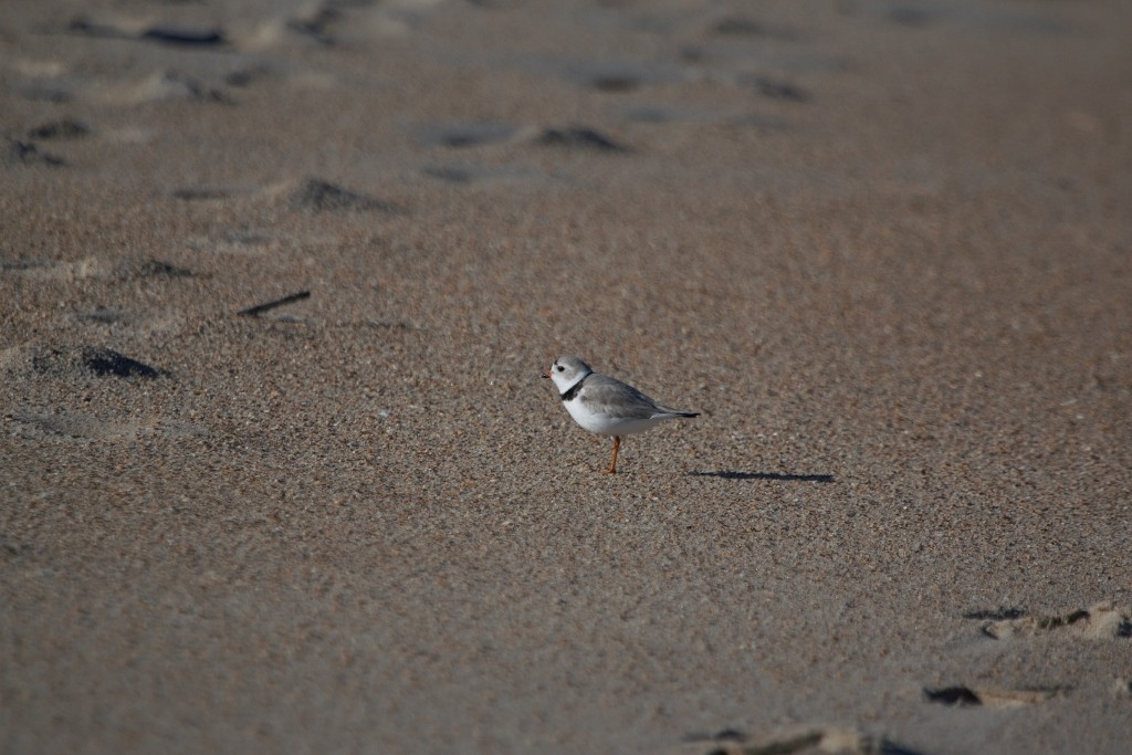 Piping Plover - ML47227421