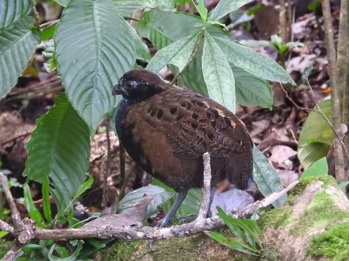 Black-breasted Wood-Quail - ML472274391