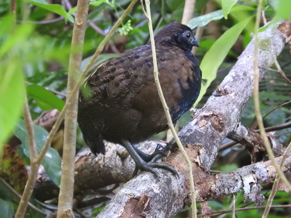 Black-breasted Wood-Quail - ML472274401