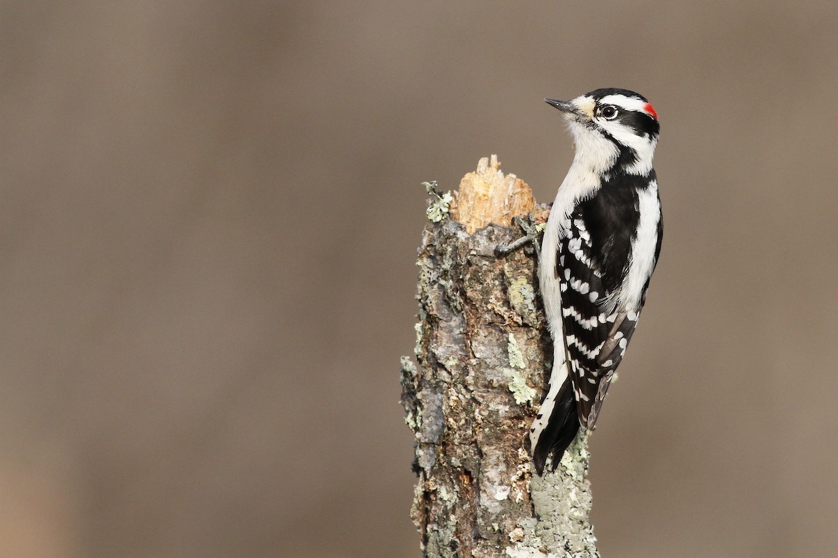 Downy Woodpecker - ML47227441