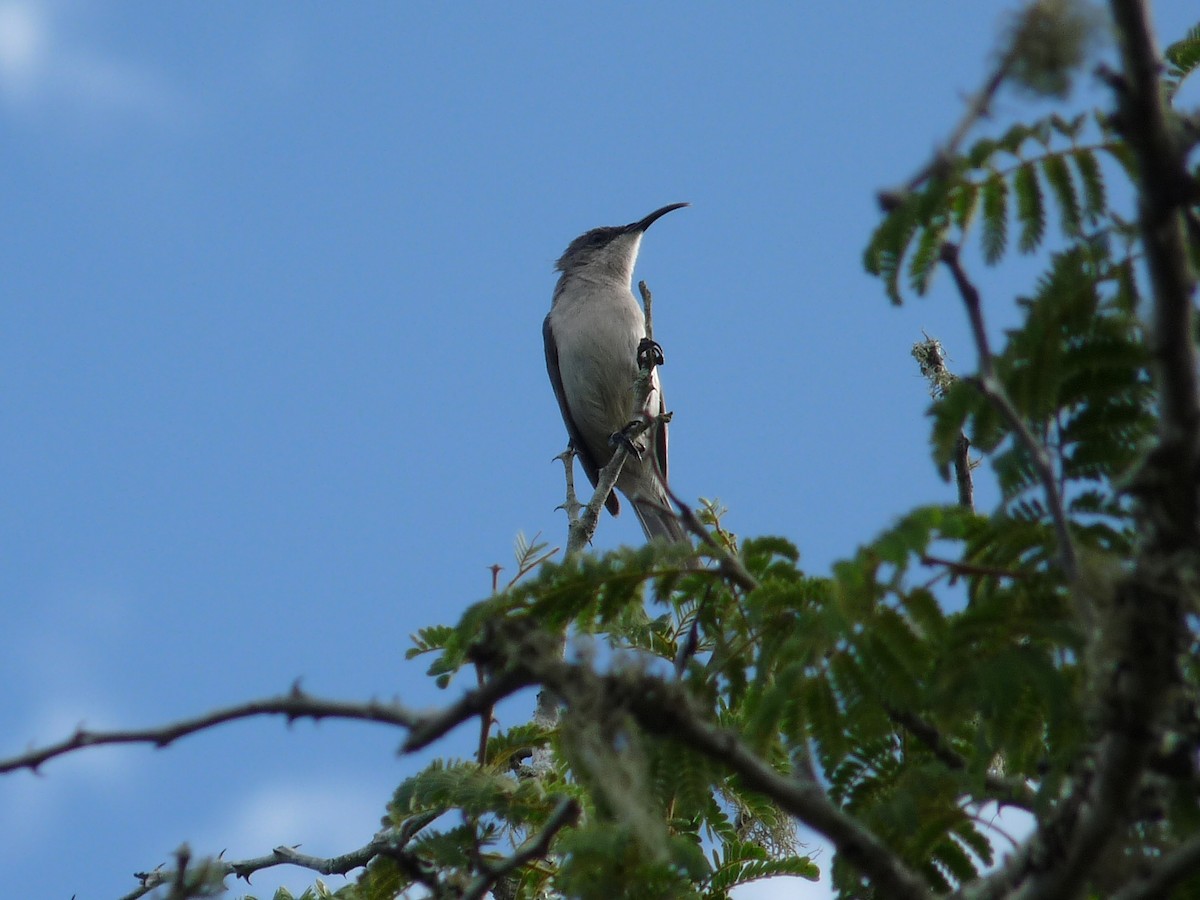 Mouse-colored Sunbird - ML472274671