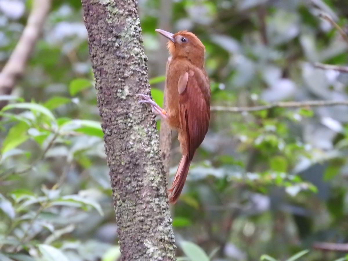 Ruddy Woodcreeper - Jose Bolaños