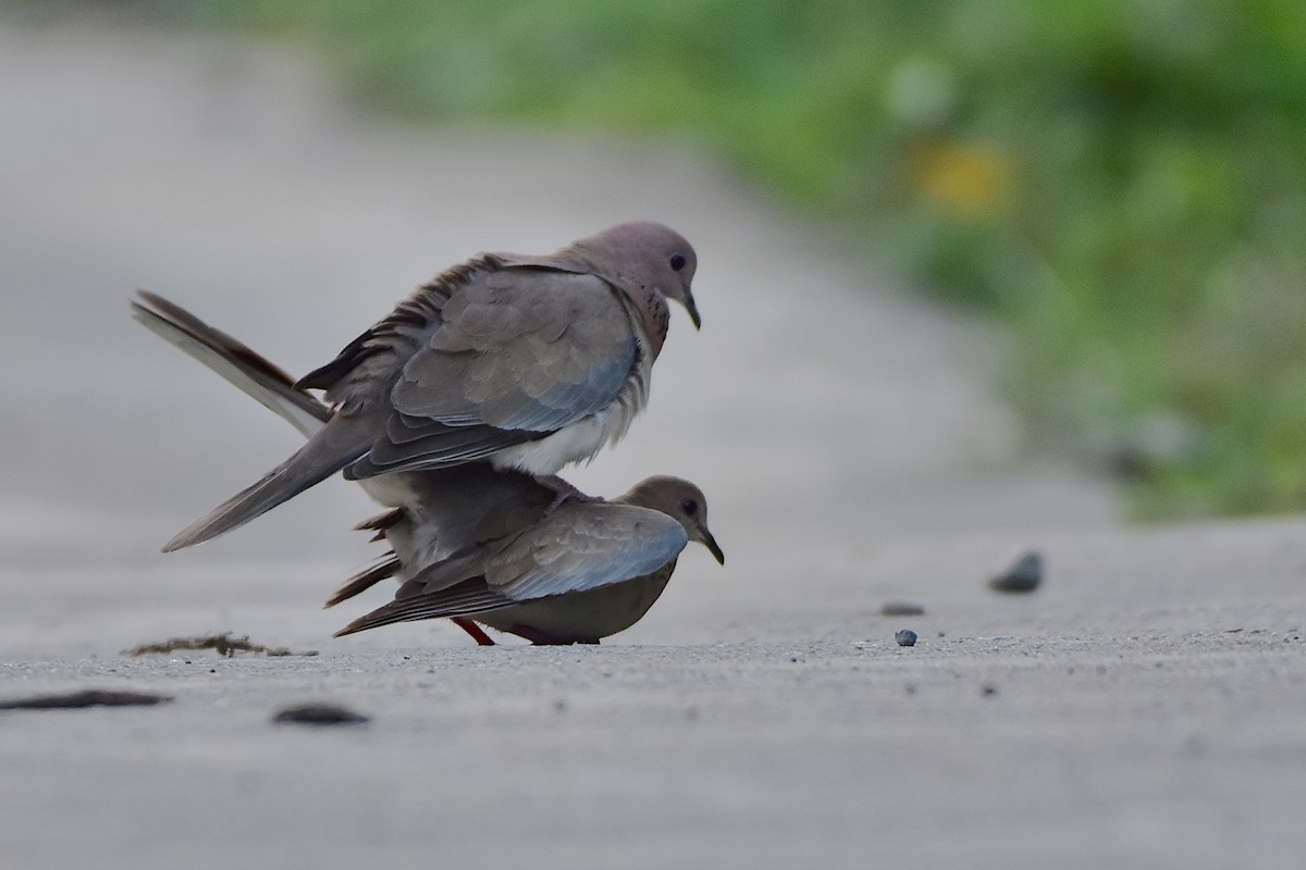 Laughing Dove - ML472275091
