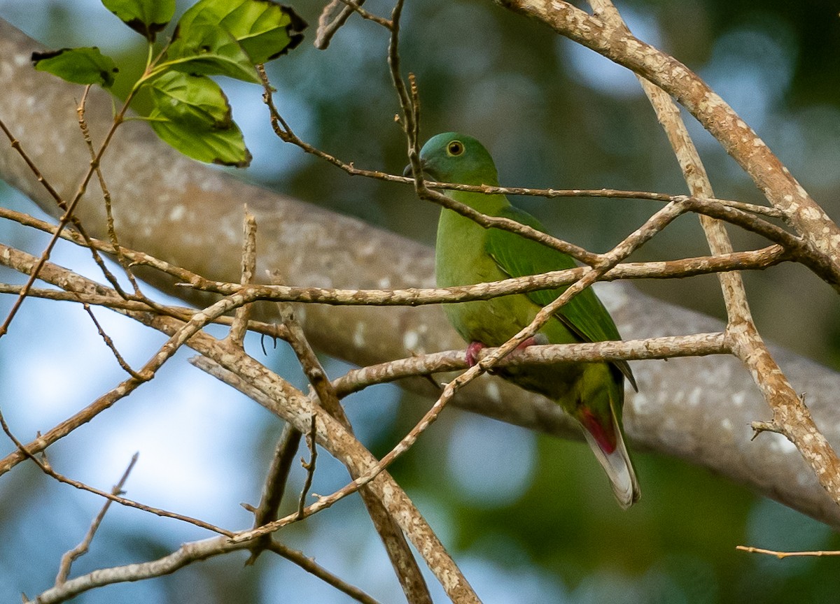 Black-naped Fruit-Dove - ML472276311