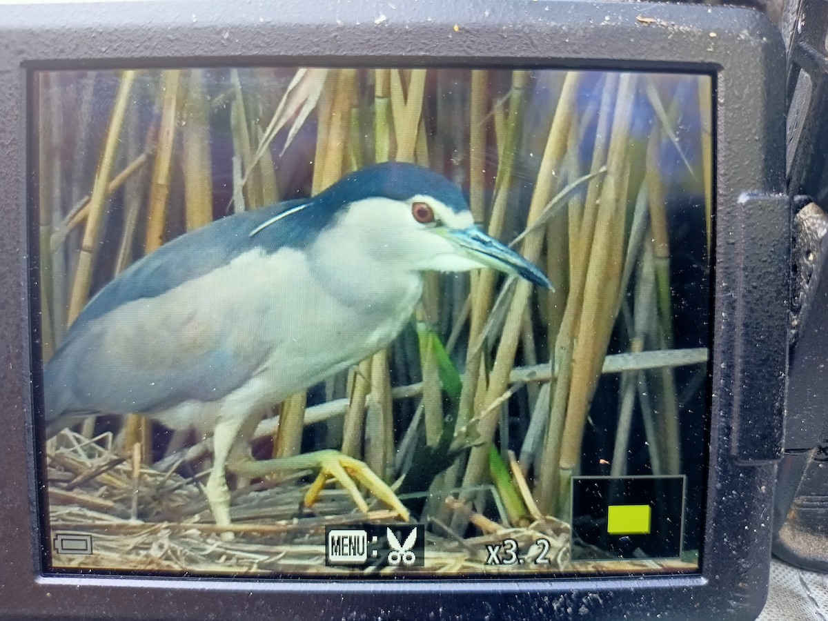 Black-crowned Night Heron - ML472277411