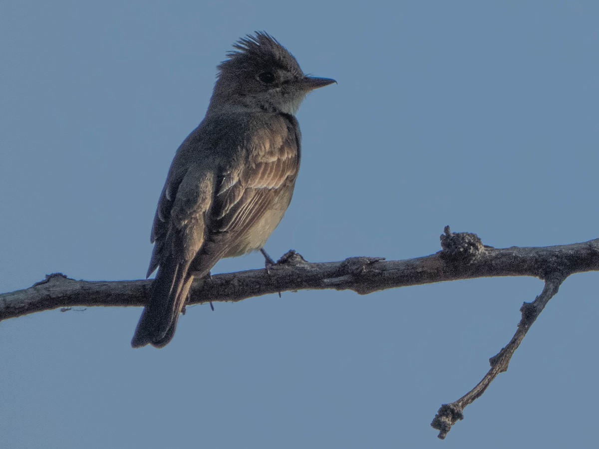 Western Wood-Pewee - ML472279031