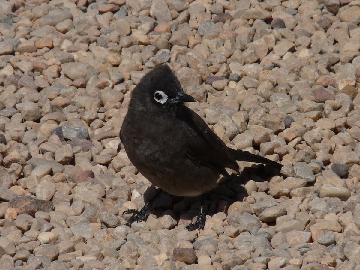 Cape Bulbul - ML472279761