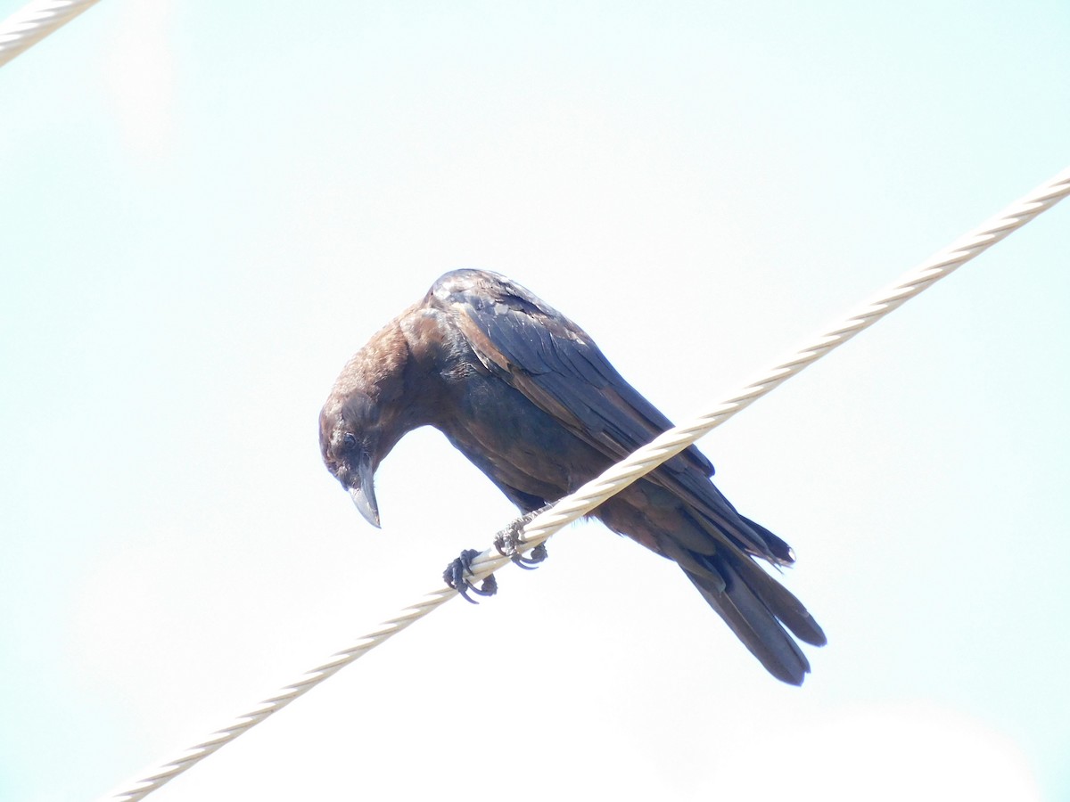 Fish Crow - ML472279971