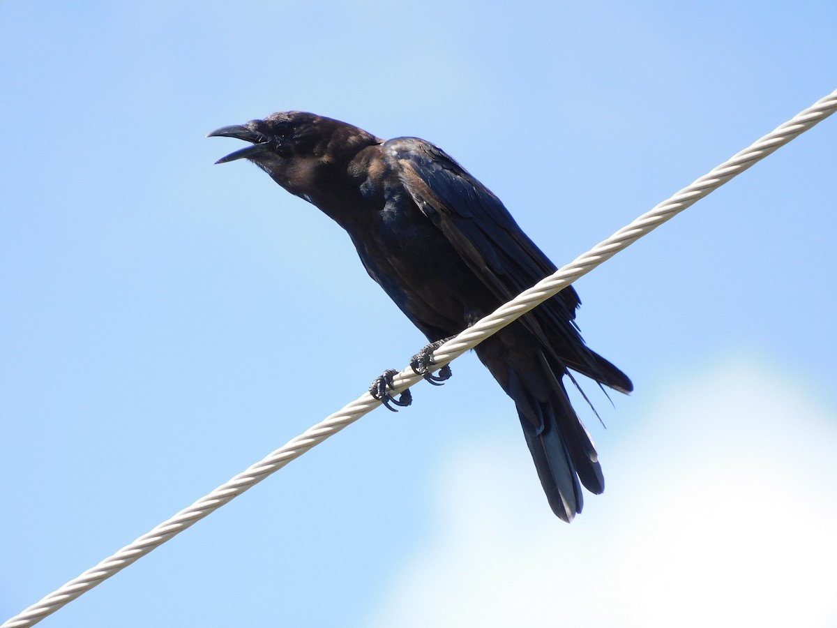 Fish Crow - ML472279981