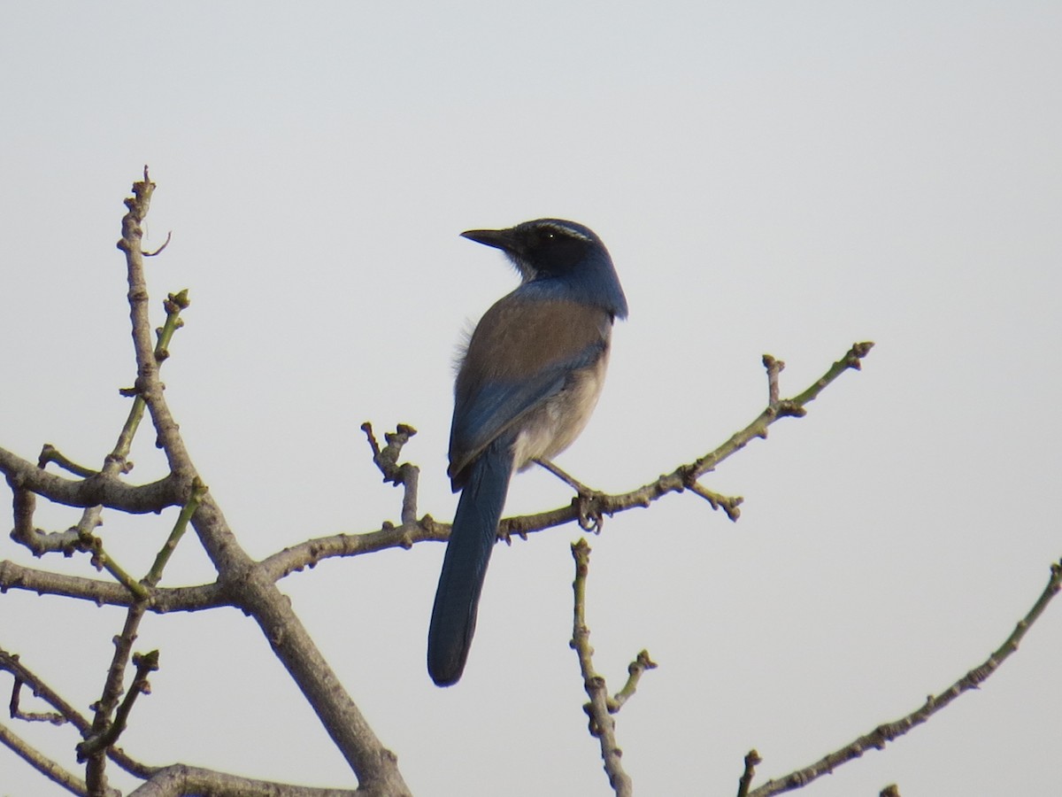 California Scrub-Jay - ML47228051