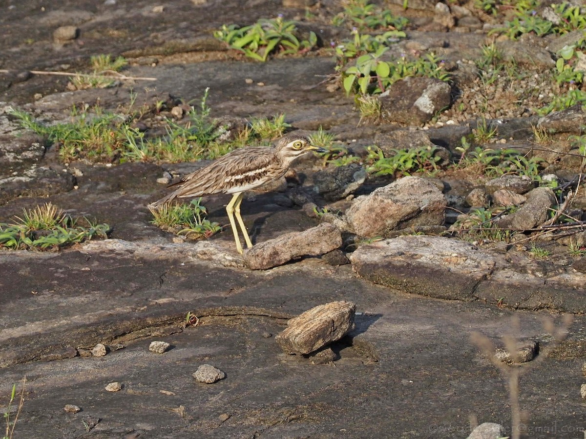 Indian Thick-knee - ML472281421