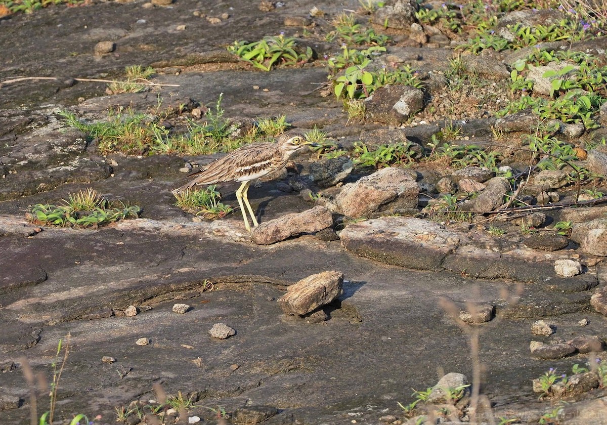 Indian Thick-knee - ML472281431
