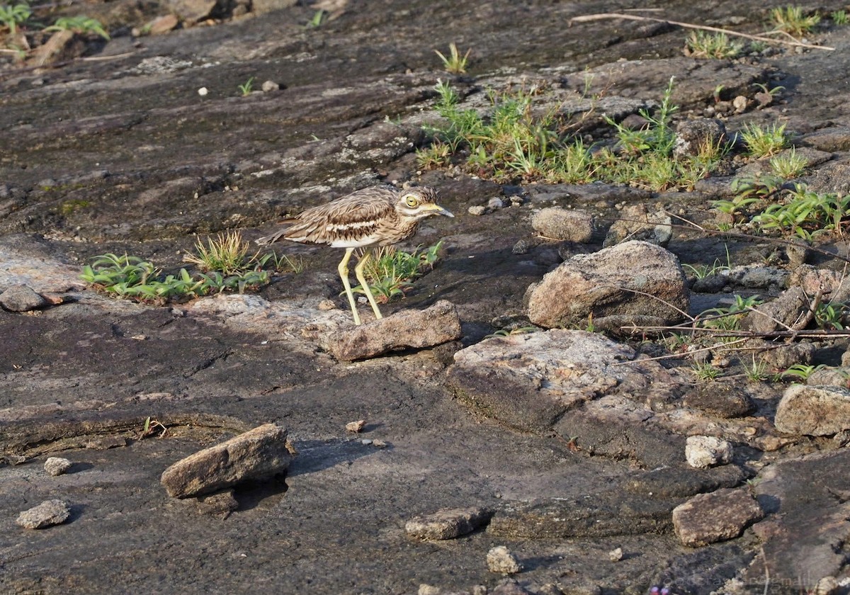 Indian Thick-knee - ML472281451