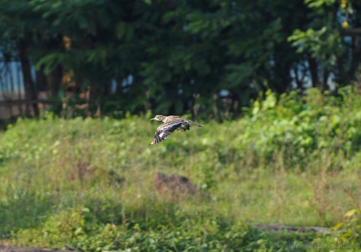 Indian Thick-knee - ML472282001