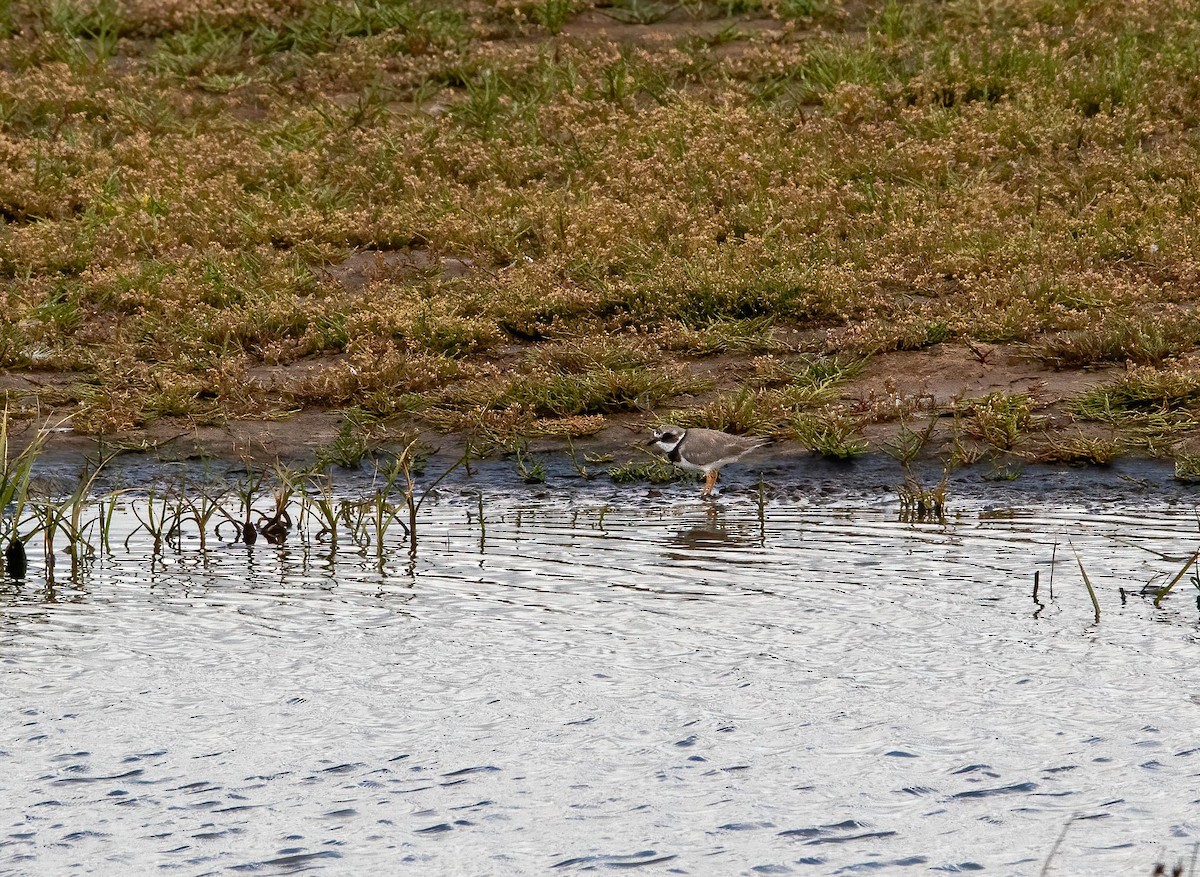 Common Ringed Plover - ML472282681