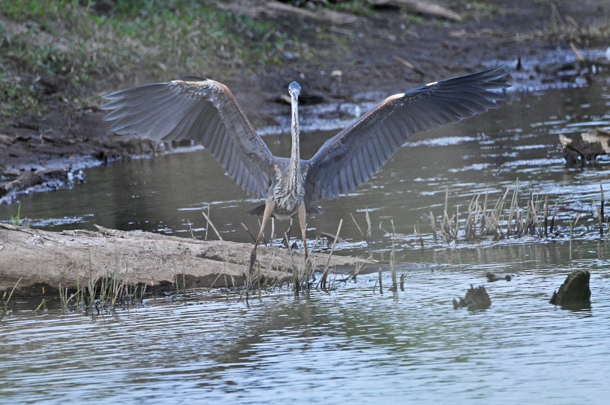 Great Blue Heron - Chad Kowalski