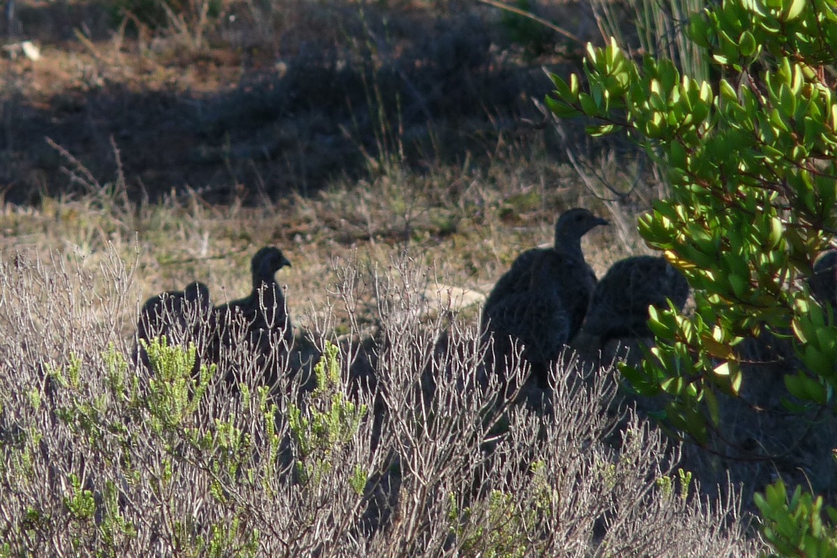 Gray-winged Francolin - ML472283151