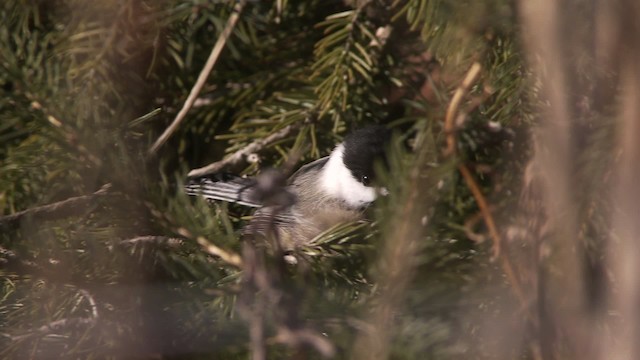 Black-capped Chickadee - ML472284