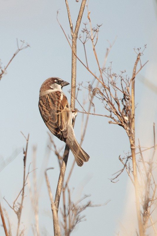 House Sparrow - Daniel Gutiérrez