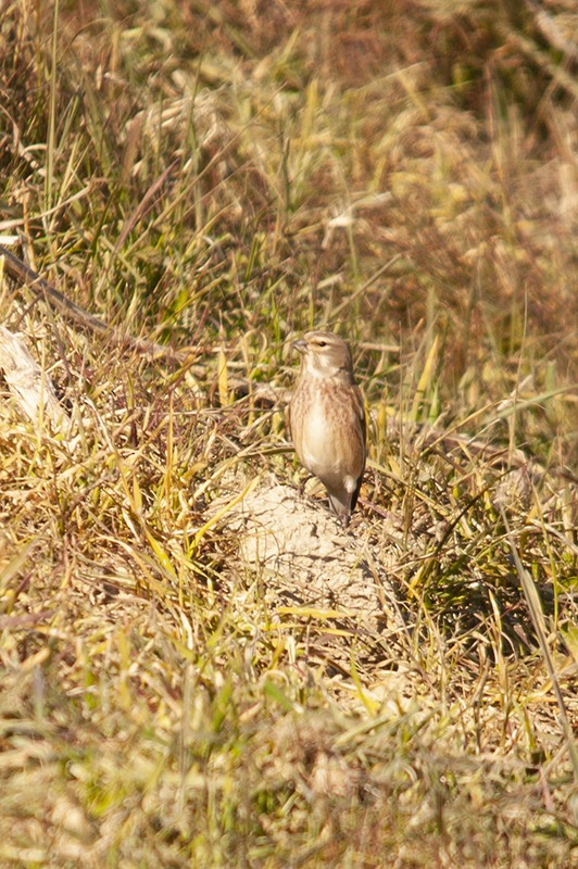 Eurasian Linnet - ML472284821