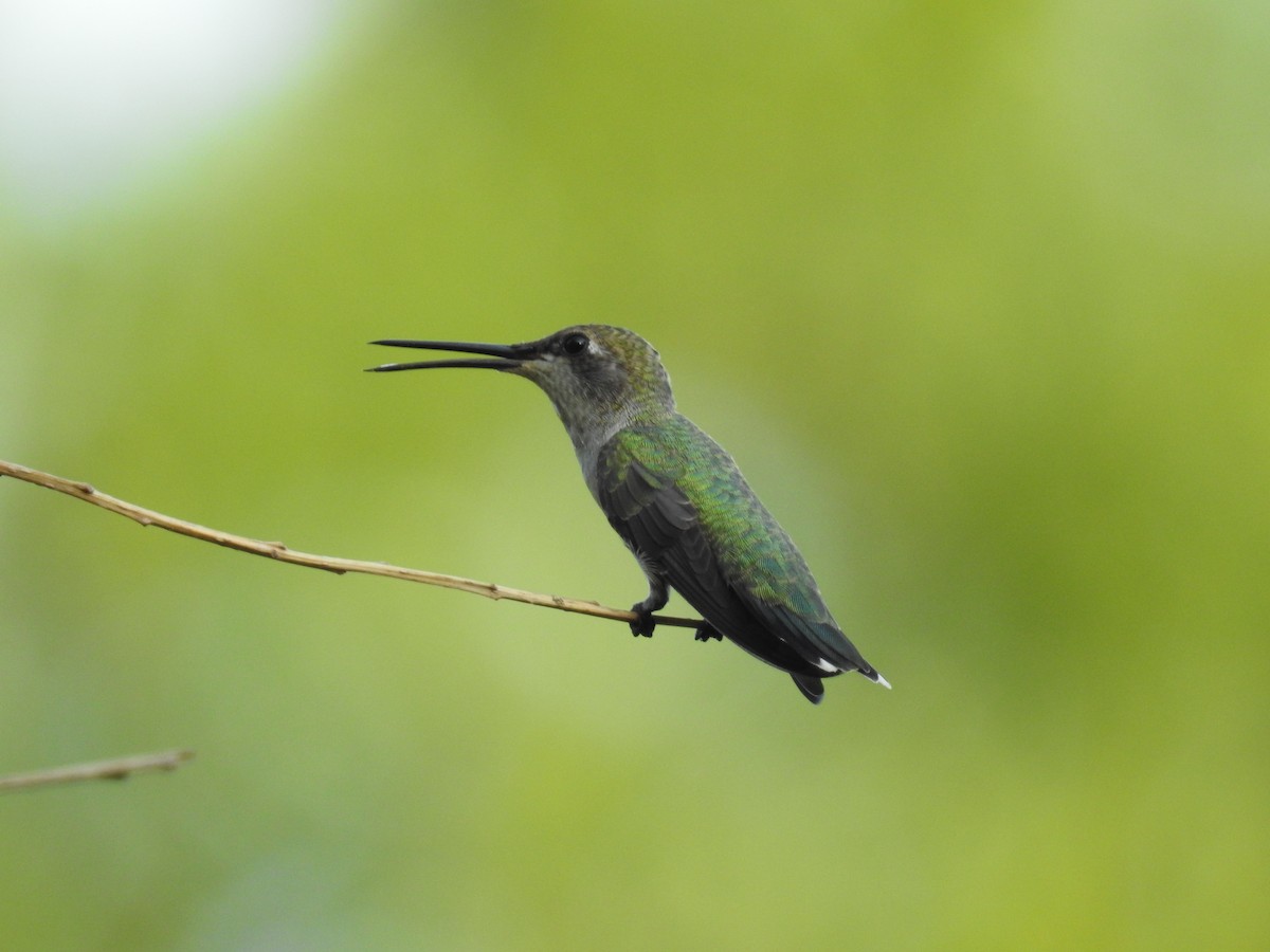 Black-chinned Hummingbird - B.R. Ansil