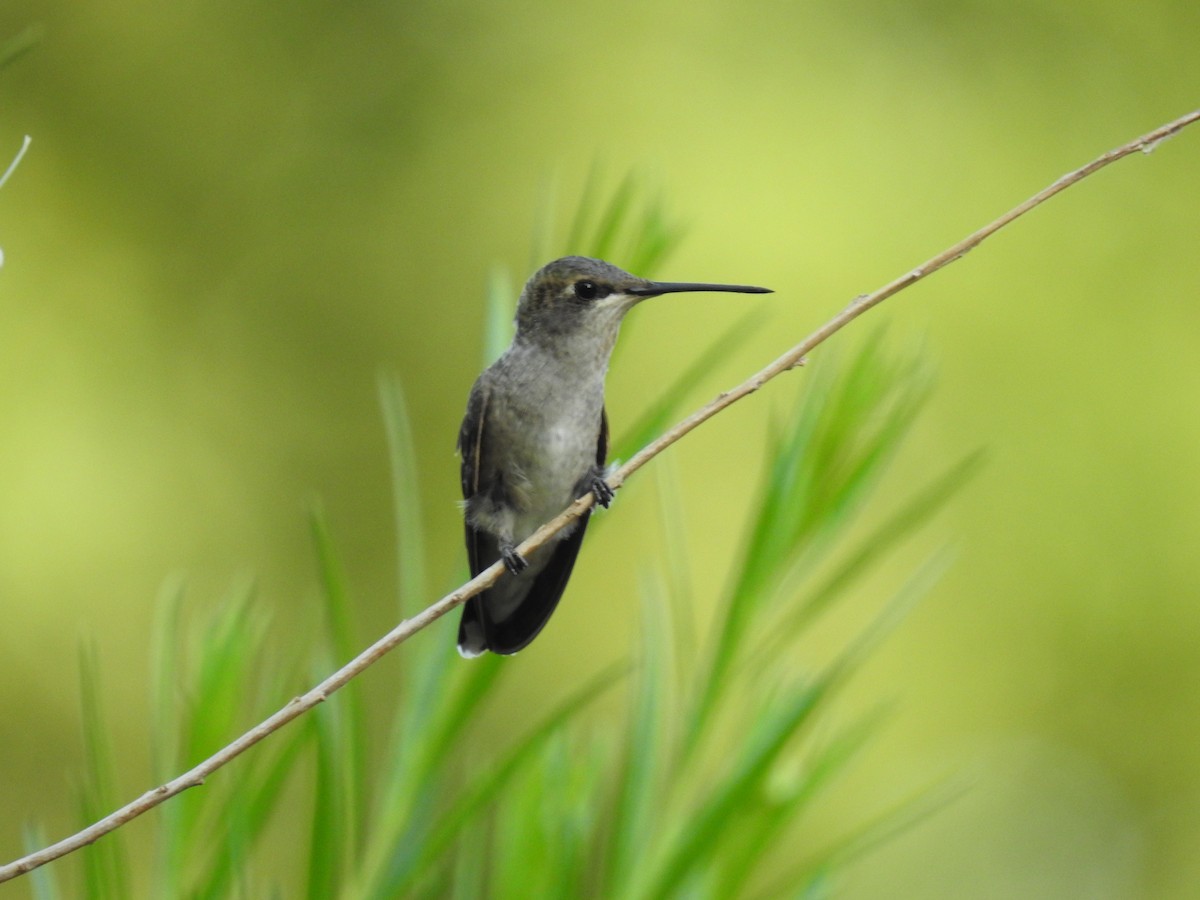 Black-chinned Hummingbird - B.R. Ansil