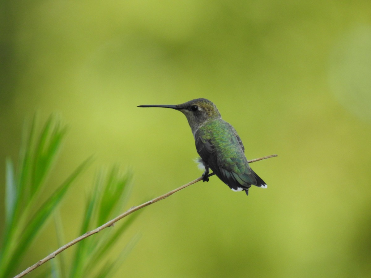 Colibri à gorge noire - ML472285451