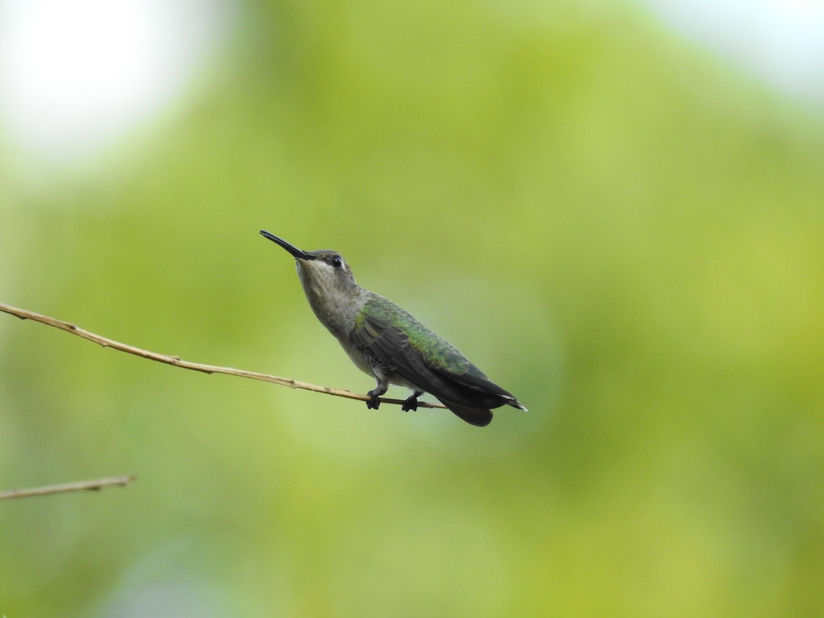 Black-chinned Hummingbird - B.R. Ansil