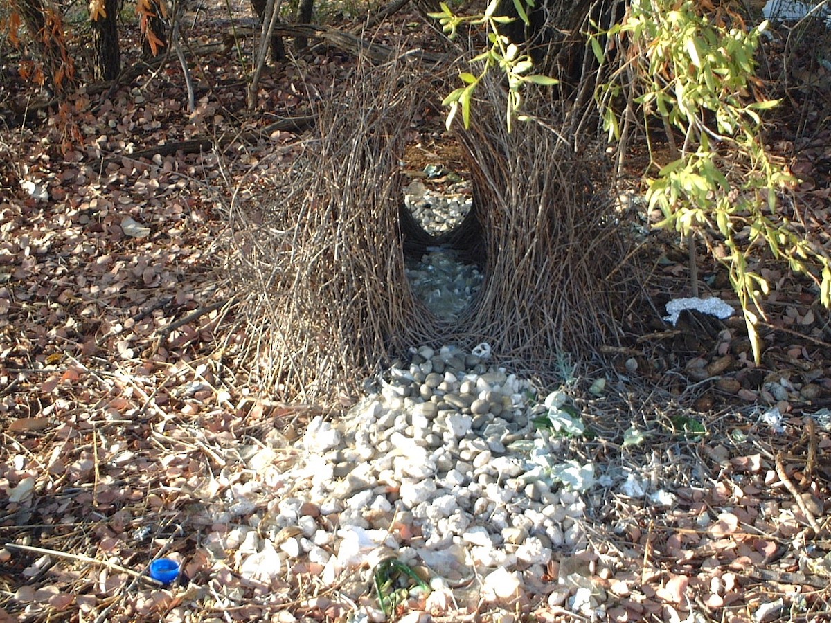 Great Bowerbird - Norman Jackson