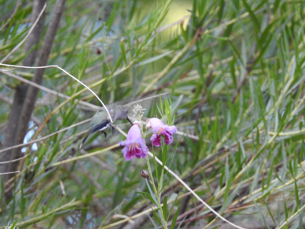 Black-chinned Hummingbird - B.R. Ansil