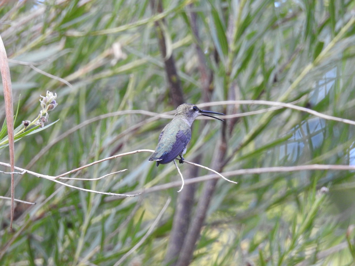 Black-chinned Hummingbird - B.R. Ansil