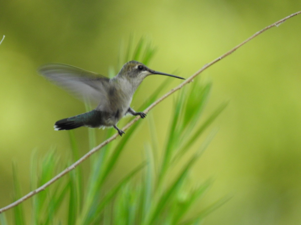 Black-chinned Hummingbird - B.R. Ansil