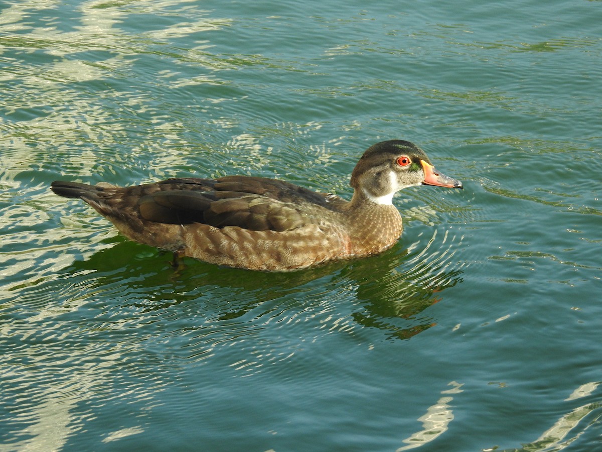 Wood Duck - ML472286841