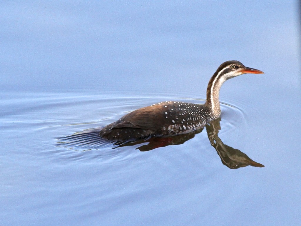 African Finfoot - ML472287201