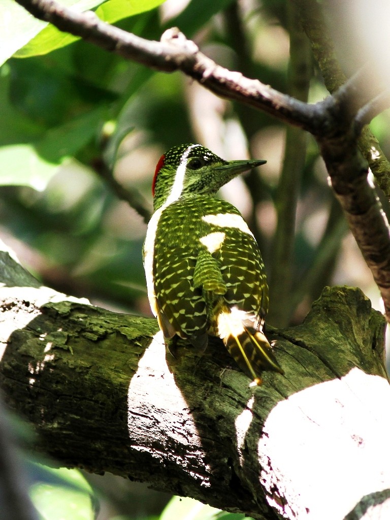 Golden-tailed Woodpecker (Golden-tailed) - ML472287241