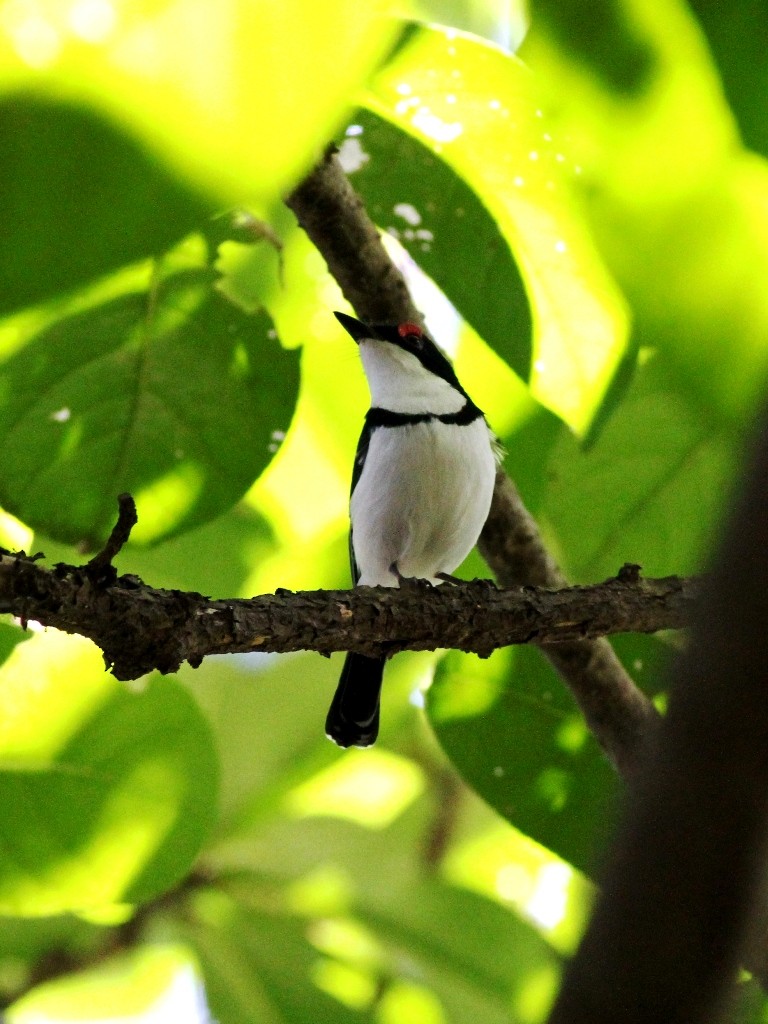 Black-throated Wattle-eye - ML472287271