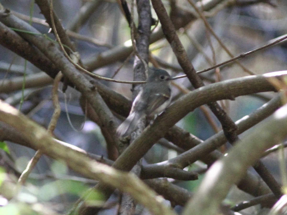 African Crested Flycatcher - ML472287281