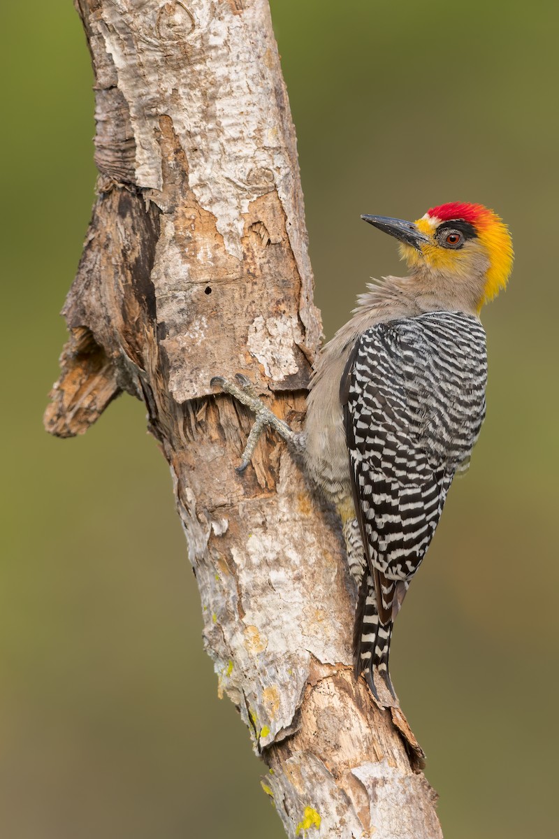 Golden-cheeked Woodpecker - Dubi Shapiro