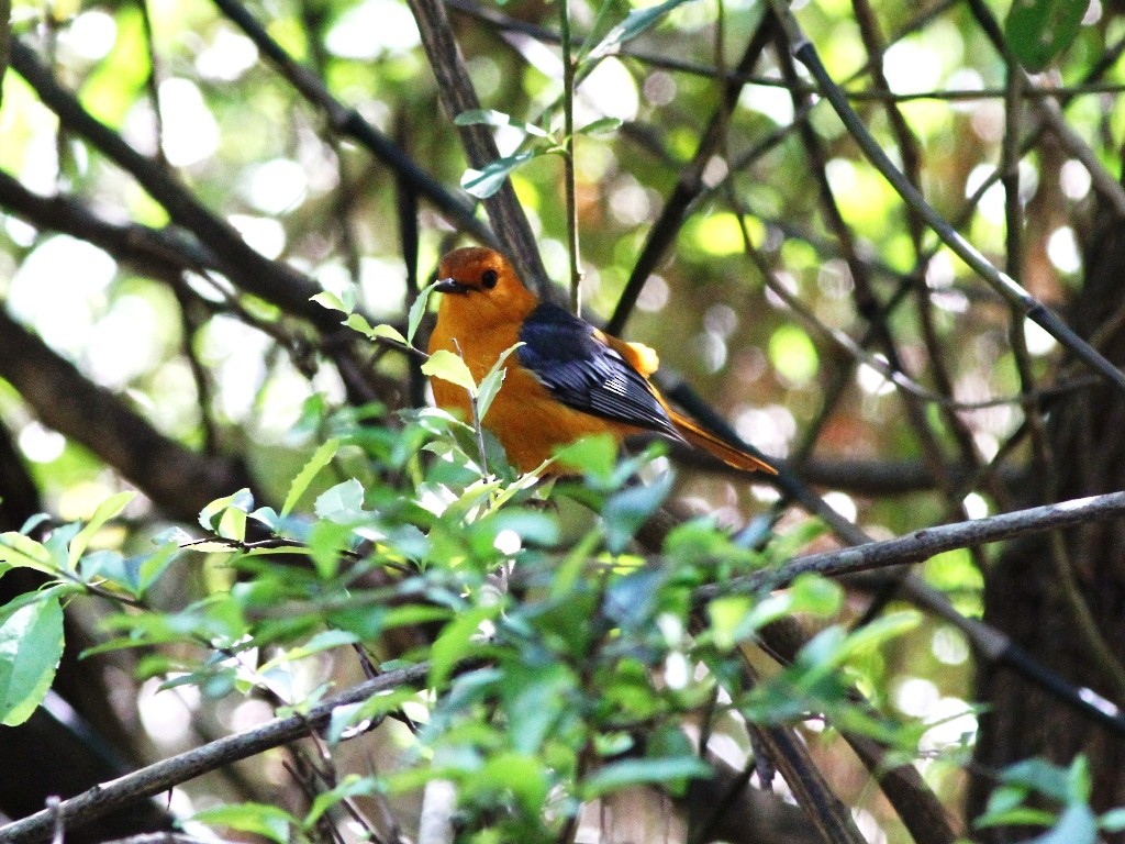 Red-capped Robin-Chat - ML472287321