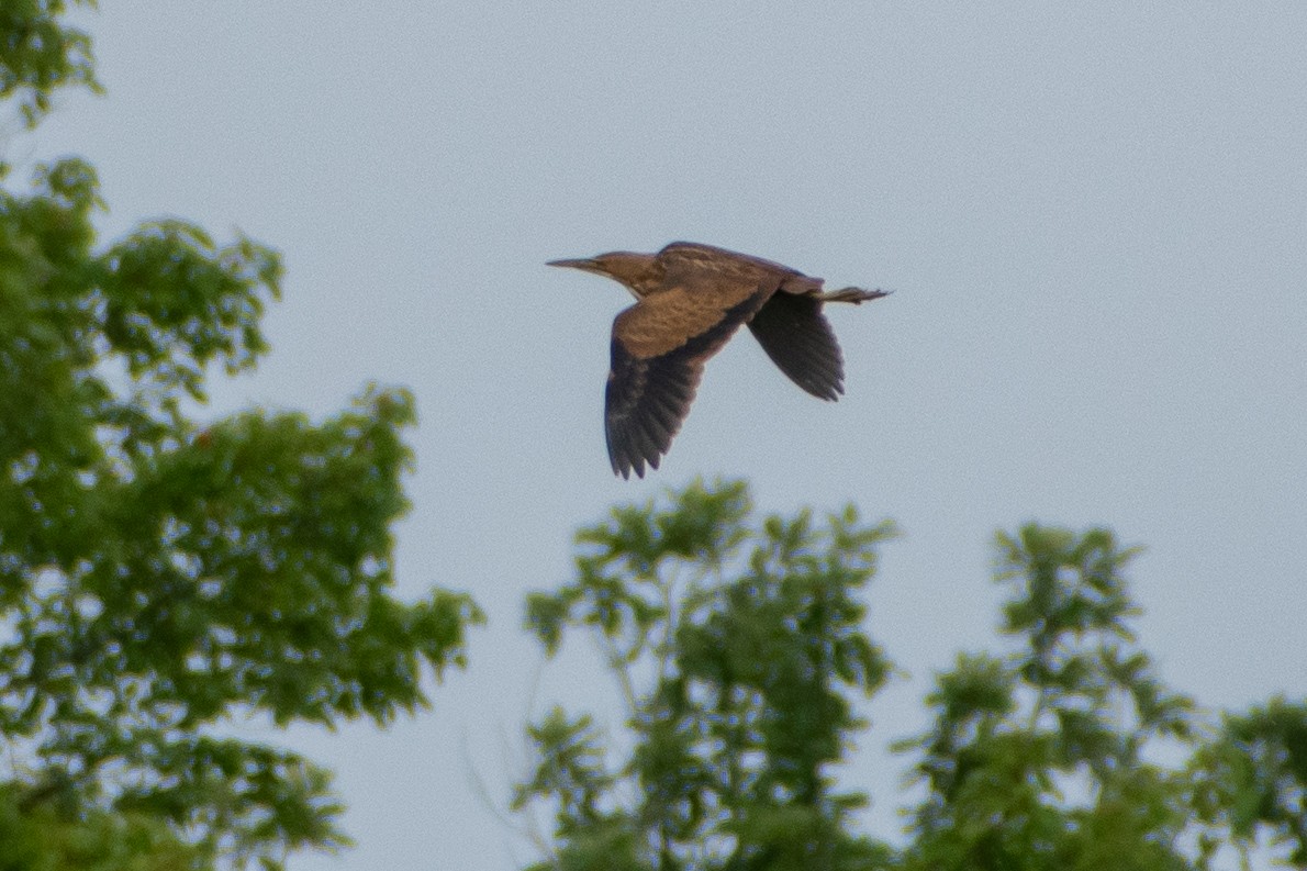 American Bittern - ML472287381