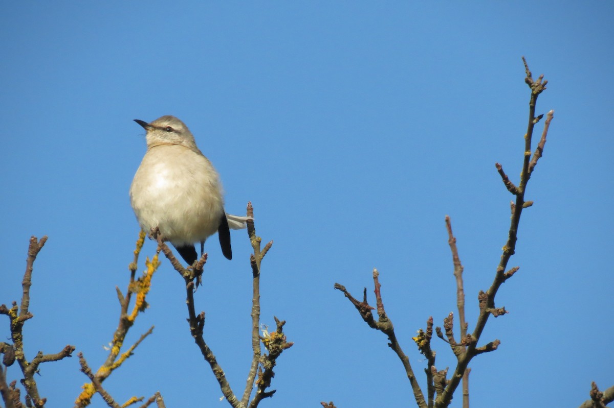 White-banded Mockingbird - Pablo Cárcamo Bravo