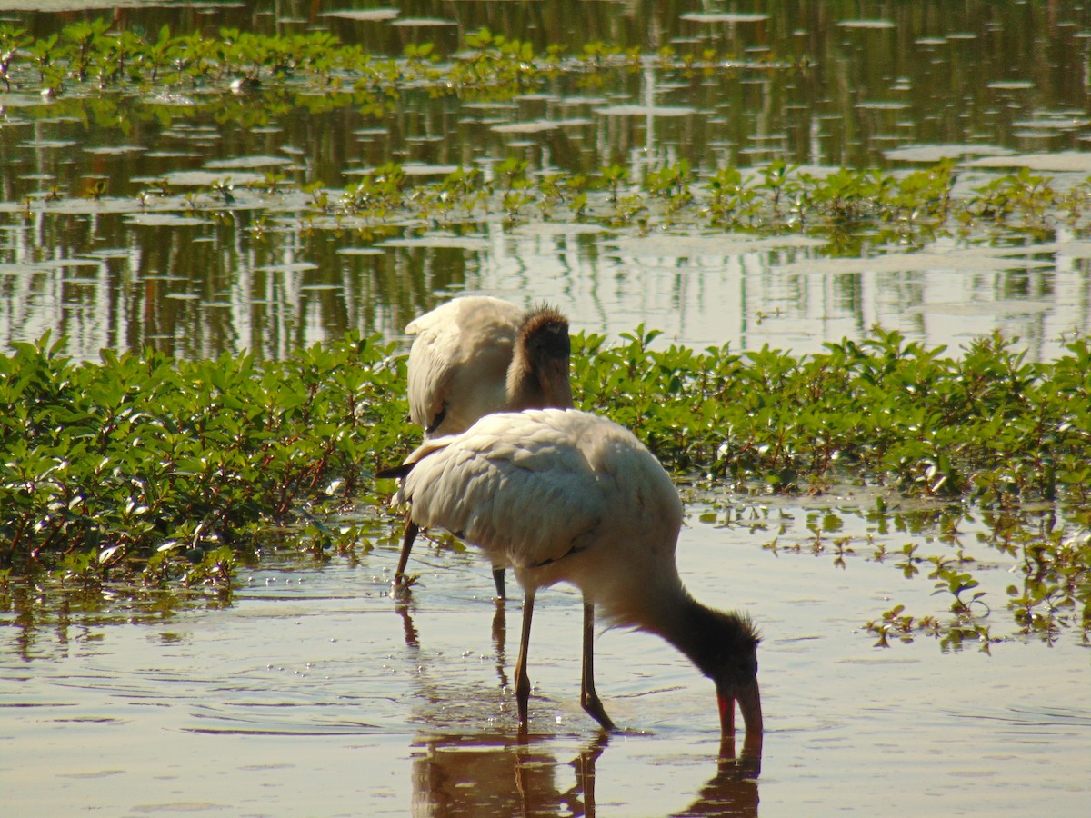 Wood Stork - Christian Scheibe