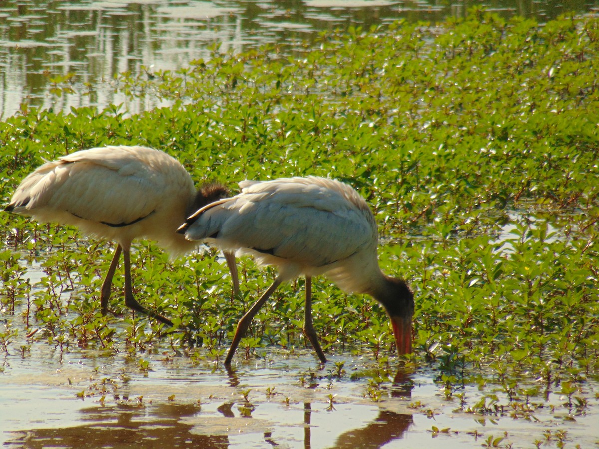 Wood Stork - Christian Scheibe