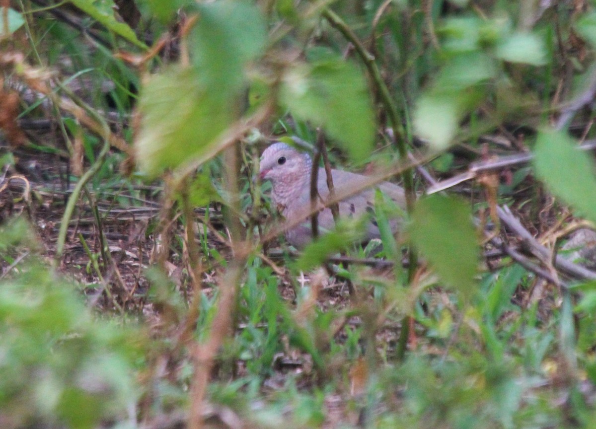 Common Ground Dove - ML472288191