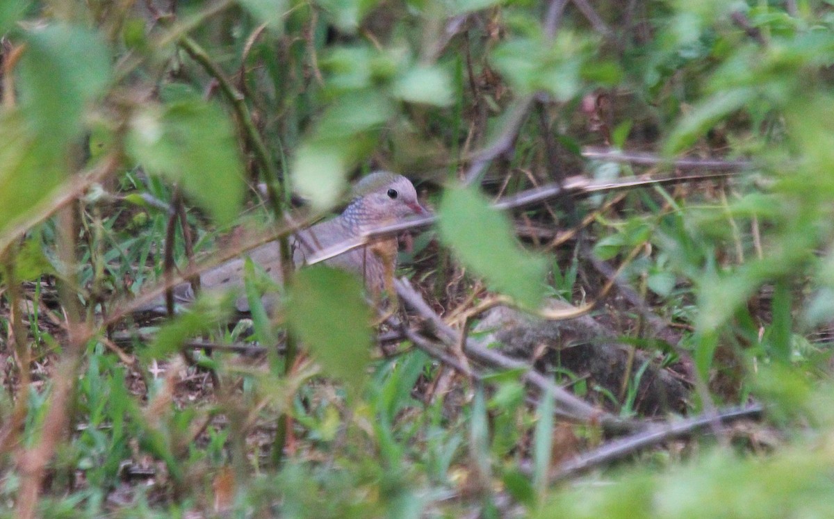 Common Ground Dove - ML472288391