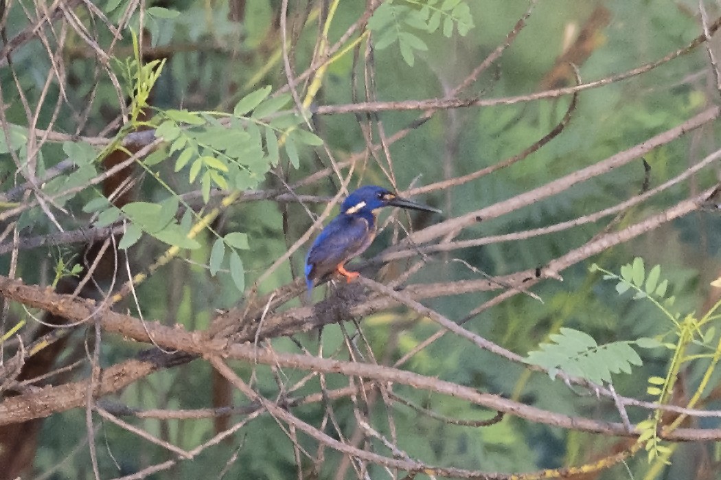 Azure Kingfisher - ML472289031